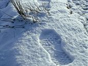 Národní park New Forest, ilustraní foto